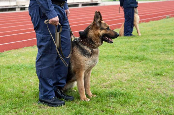 Sécurité événementielle Doué-la-Fontaine